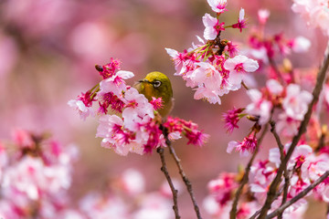 The Japanese White-eye.The background is cherry blossoms(Japanese name is Kanzakura). Located in Tokyo Prefecture Japan.