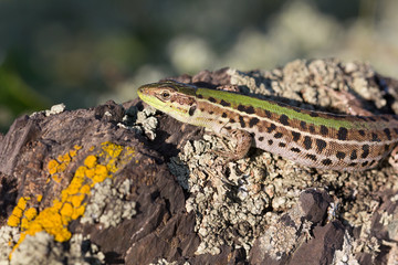 Fototapeta premium Closeup of a beautiful green lizard with brown spots standing on a rock
