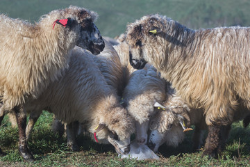 Five beautiful white sheep licking a salt crumb in the morning light,Dumesti,Romania