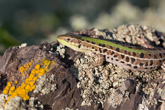Closeup of a beautiful green lizard with brown spots standing on a rock