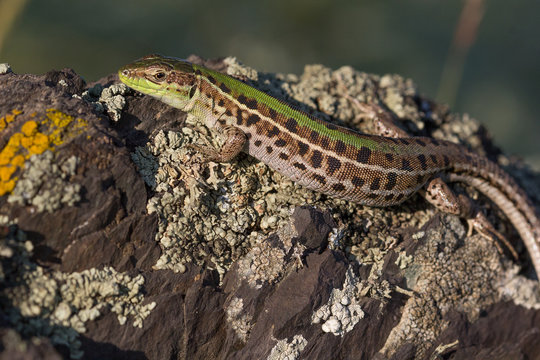 Closeup of a beautiful green lizard with brown spots standing on a rock