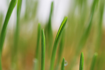 young sprouts of oats sprouted for cats in the winter to improve digestion and as a source of vitamins and enzymes. green grass with drops of dew.