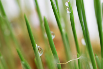 young sprouts of oats sprouted for cats in the winter to improve digestion and as a source of vitamins and enzymes. green grass with drops of dew.