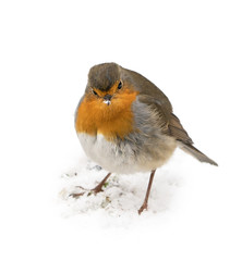 Front view of european robin bird standing on the snow covered ground in winter with a grumpy look and white background around it