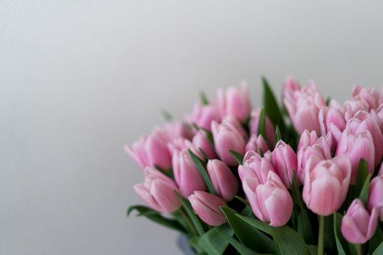Soft pink tulips on white background. Ideal photo for Mother's Day advert.