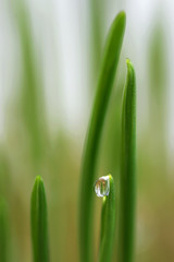 young sprouts of oats sprouted for cats in the winter to improve digestion and as a source of vitamins and enzymes. green grass with drops of dew.