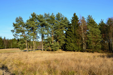 Autumn nature in the Karlovy Vary region
View to autumn forest with path in the  Czech Republic, Karlovy Vary Region 
 