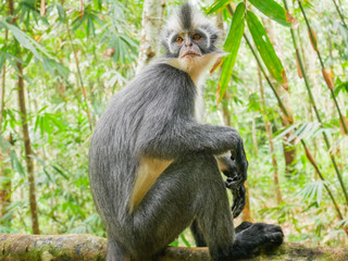 Thomas's Leaf Monkey. Sightings of Thomas's leaf monkey  in Bukit Lawang, Indonesia