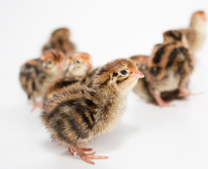 Some baby quail on a white background. On the sharpness front - 192467514