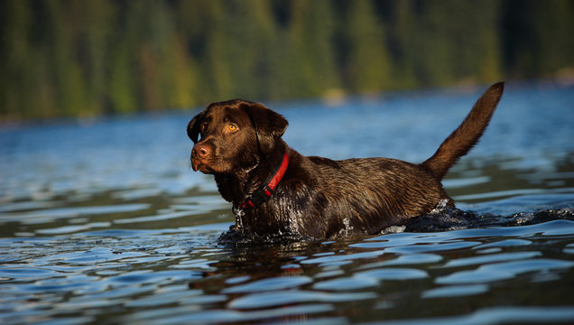 Chocolate Labrador Retriever dog outdoor portrait standing in blue water