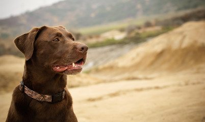 Chocolate Labrador Retriever dog outdoor portrait in natural environmnet