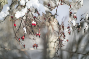 Dog rose in snow