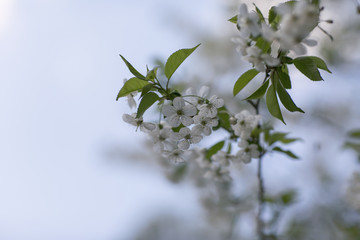 Cherry tree blossom