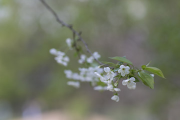 Cherry tree blossom