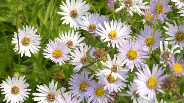close up pan of fleabane flowers at trout lake in yellowstone national park, usa