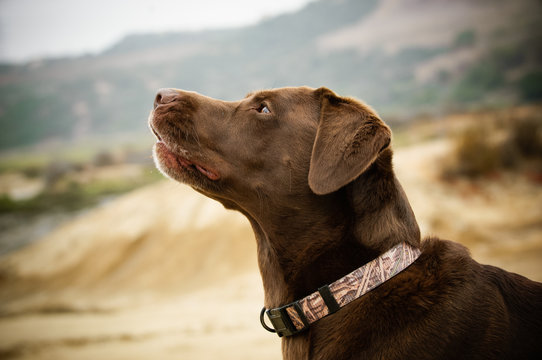 Chocolate Labrador Retriever dog outdoor portrait in natural environment
