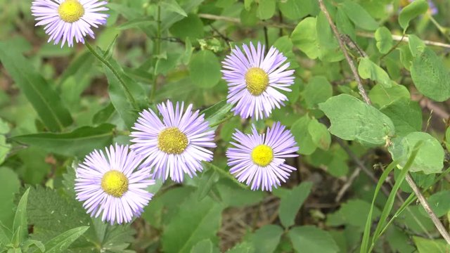 close up of fleabane flowers at trout lake in yellowstone national park, usa