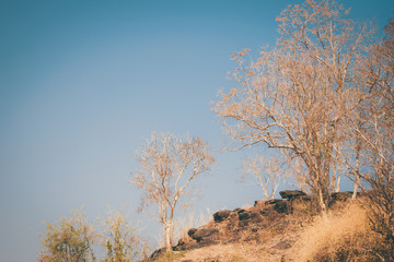 Dry branches tree on blue sky background