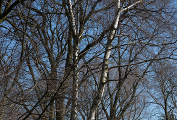 Background of bare trees and twigs