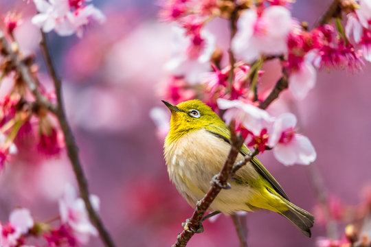 Zosterops 이미지 찾아보기 2,085 스톡 사진, 벡터 및 비디오 Adobe Stock