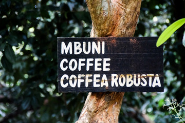 Kaffeebaum in Afrika Schriftzug