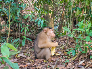 Macaca nemestrina in Bukit Lawang, Indonesia. The southern pig-tailed macaque (Macaca nemestrina) can be found in Thailand, Malaysia, and Indonesia