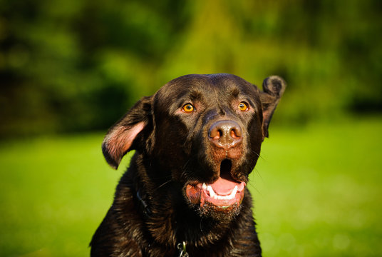 Chocolate Labrador Retriever dog outdoor portrait barking