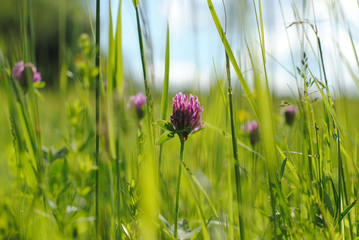 Clover flowers on a spring transparent background close-up with grass spread out