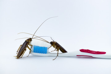 Cockroaches are on the toothbrush on a white background.