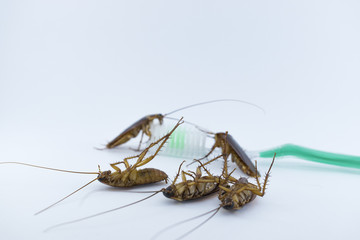 Dead cockroaches on a toothbrush on a white background.
