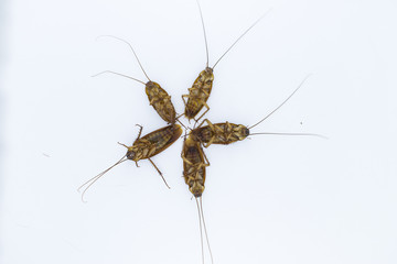 Roach dead on a white background.