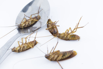 The dead cockroaches in a spoon on a white background.