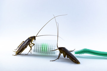 Cockroaches are on the toothbrush on a white background.