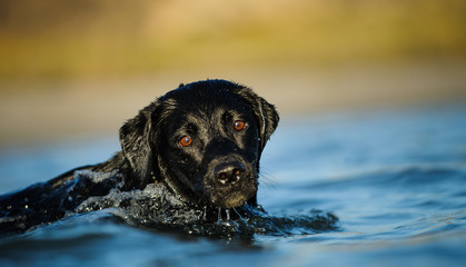 Black Labrador Retriever dog swimming in blue water