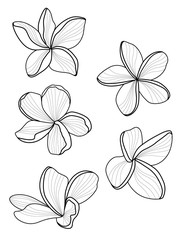 vector line flower. Plumeria. Romantic illustration. Natural design womans day. logo woman's day
