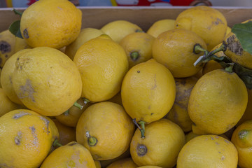 Limoni di Sicilia