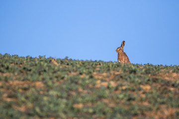 Single Brown Hare (Lepus europaeus) sitting on the skyline