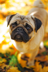 Pug