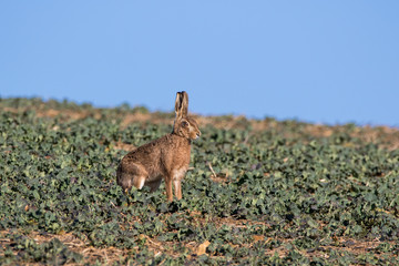 Single Brown Hare (Lepus europaeus) sitting but alert