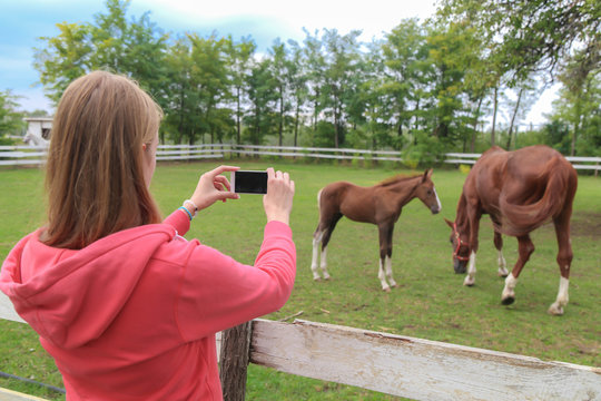 Woman holding smartphone with blank screen and taking picture of horses.