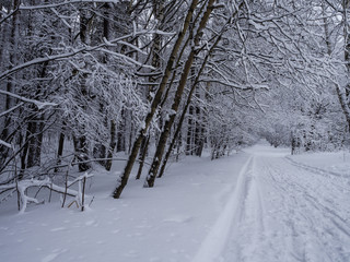 Winter, forest path.