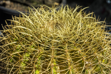 Close up of Cactus with many prickles