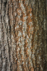 Texture of bark on the tree, forest landscape, autumn bark on the tree.