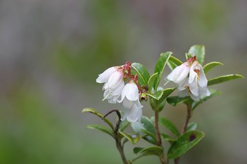 Cowberry, edible wild food