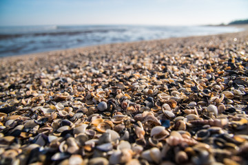 Shells / mussels on the beach