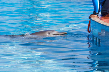A dolphin swimming to the trainer to get a hoop and play