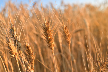 Spikes of wheat