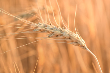 Macro photo wheat spike in the field