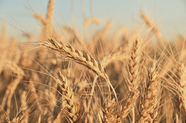 Gold spikes of wheat in the field