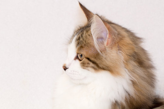Cute Siberian Forest Cat kitten with long hair white and brown in profile with a white textured background. Happy looking cat seems to be smiling. 